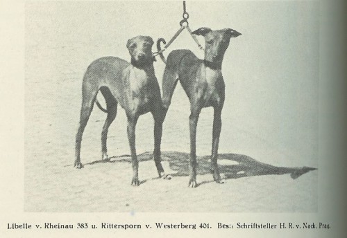 rickmeyer--johannes.-windspiele.-german-sighthound-club-studbook-1985_13.jpg